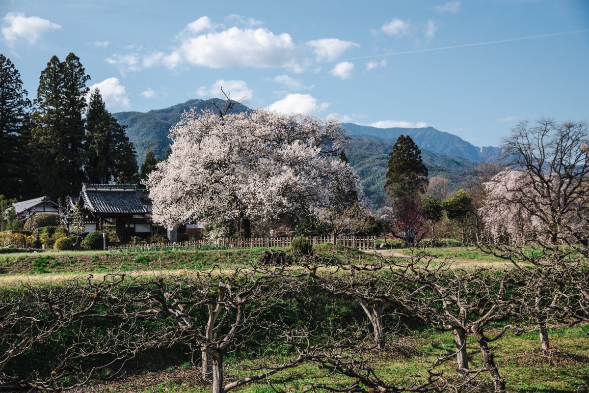 南信州の桜旅　松源寺